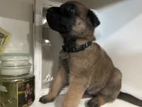 Navy Blue, a male Belgian Malinois for sale in Bonifay, FL – Photo 4 of 5