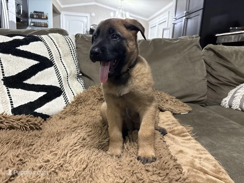 Navy Blue – Belgian Malinois puppy for sale in Bonifay, FL