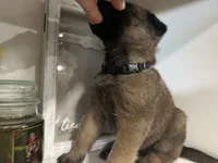 Navy Blue, a male Belgian Malinois for sale in Bonifay, FL – Photo 3 of 5