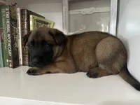 Navy Blue, a male Belgian Malinois for sale in Bonifay, FL – Photo 2 of 5