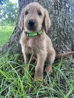 Lime green , a male Labradoodle for sale in Bonifay, FL – 3 of 6