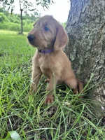 Purple, a female Labradoodle for sale in Bonifay, FL – 2 of 5