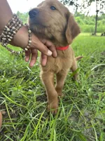 Red, a male Labradoodle for sale in Bonifay, FL – 4 of 7