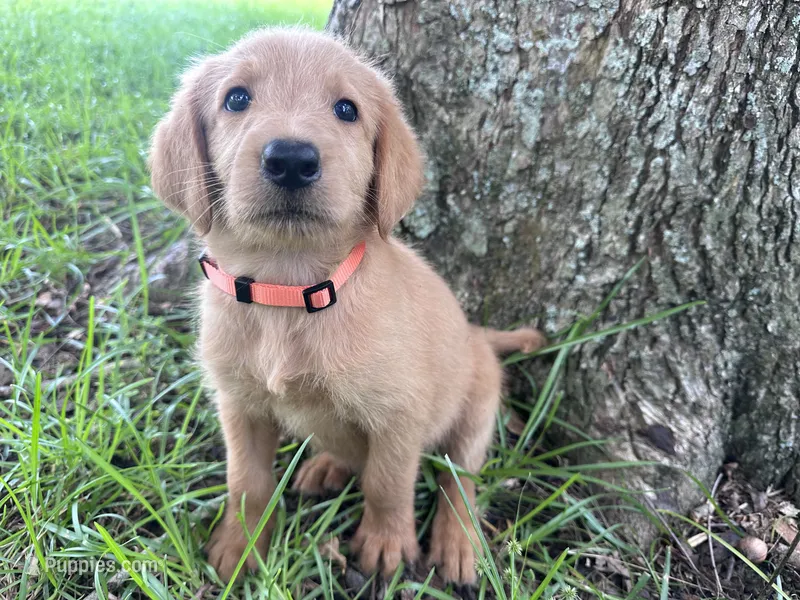 Orange – Labradoodle puppy for sale in Bonifay, FL