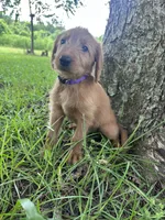 Purple, a female Labradoodle for sale in Bonifay, FL – 1 of 5