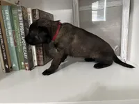 Red, a female Belgian Malinois for sale in Bonifay, FL – Photo 5 of 5