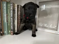 Red, a female Belgian Malinois for sale in Bonifay, FL – Photo 4 of 5