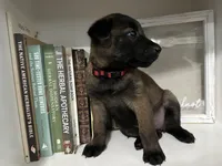 Red, a female Belgian Malinois for sale in Bonifay, FL – Photo 1 of 5