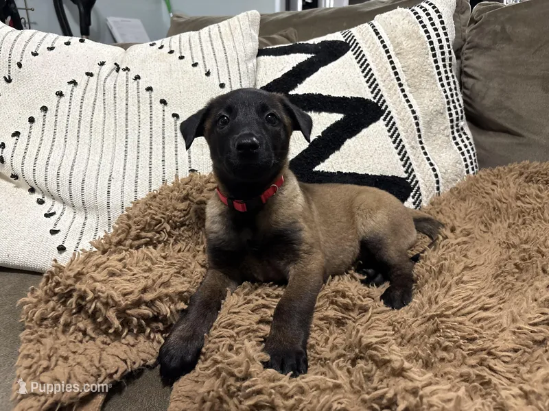 Red – Belgian Malinois puppy for sale in Bonifay, FL