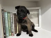 Red, a female Belgian Malinois for sale in Bonifay, FL – Photo 2 of 5