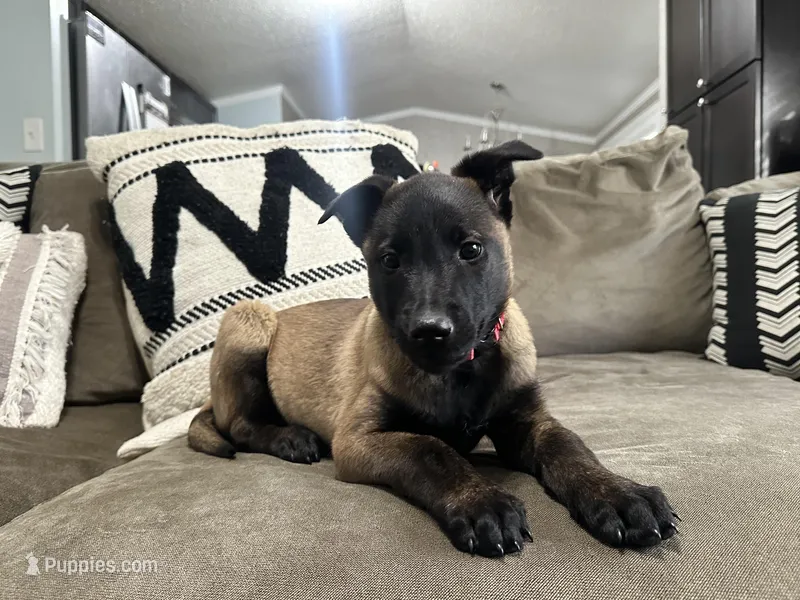 Red – Belgian Malinois puppy for sale in Bonifay, FL