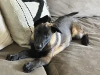 Black, a female Belgian Malinois for sale in Bonifay, FL – Photo 3 of 3