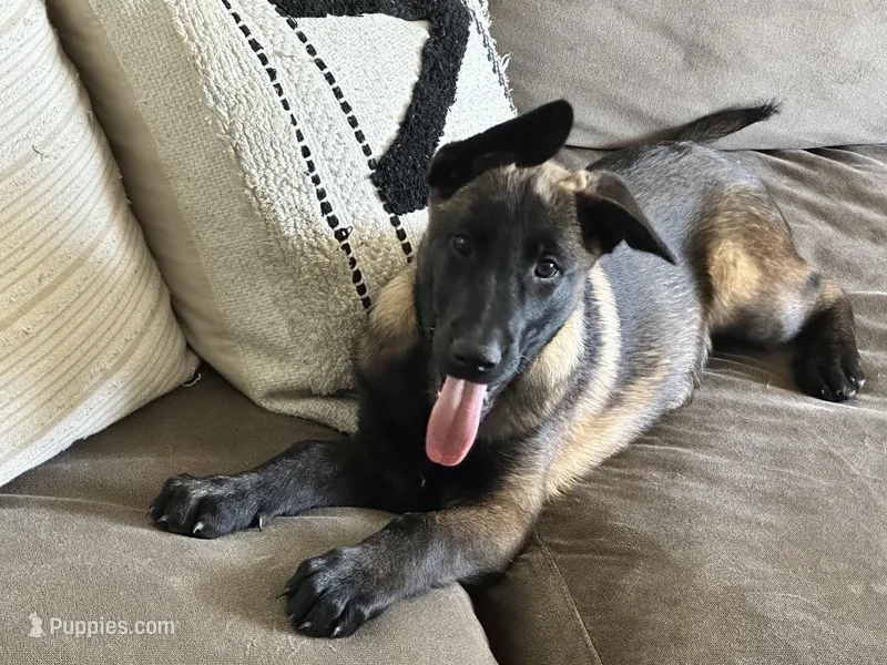 Black – Belgian Malinois puppy for sale in Bonifay, FL