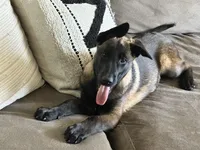 Black, a female Belgian Malinois for sale in Bonifay, FL – Photo 1 of 3