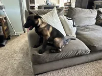 Black, a female Belgian Malinois for sale in Bonifay, FL – Photo 2 of 3