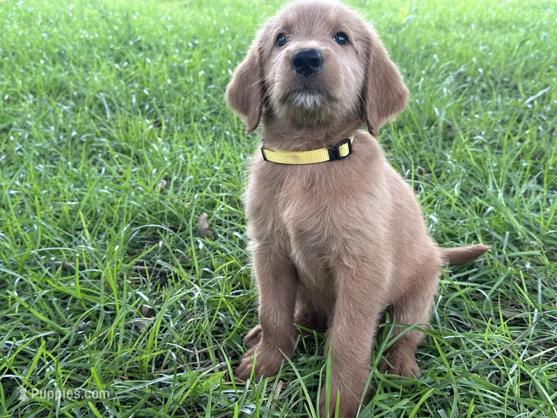 Yellow – Labradoodle puppy for sale in Bonifay, FL