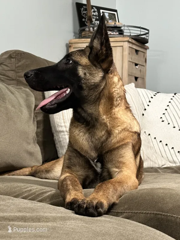Light Pink – Belgian Malinois puppy for sale in Bonifay, FL
