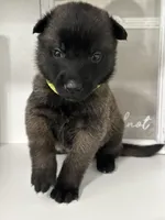 Lime green, a female Belgian Malinois for sale in Bonifay, FL – Photo 4 of 5