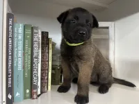 Lime green, a female Belgian Malinois for sale in Bonifay, FL – Photo 3 of 5