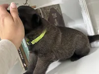 Lime green, a female Belgian Malinois for sale in Bonifay, FL – Photo 5 of 5