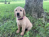 Dark pink, a female Labradoodle for sale in Bonifay, FL – 4 of 6