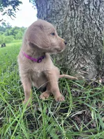 Dark pink, a female Labradoodle for sale in Bonifay, FL – 2 of 6