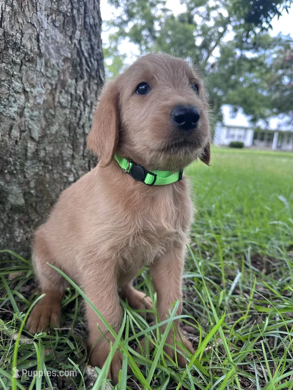Lime green  – Labradoodle puppy for sale in Bonifay, FL