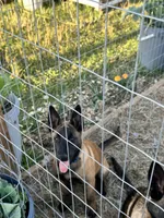 Dark blue, a female Belgian Malinois for sale in Bonifay, FL – 2 of 10