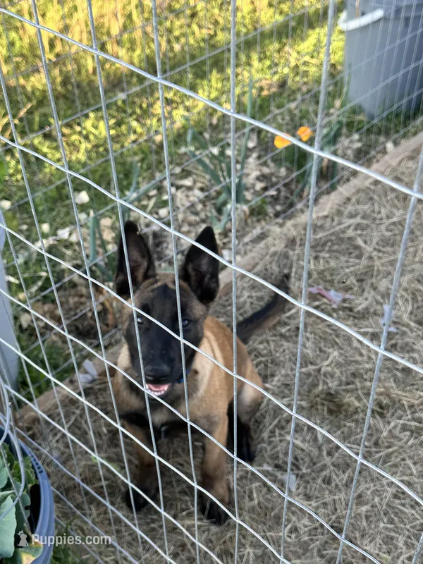Dark blue – Belgian Malinois puppy for sale in Bonifay, FL