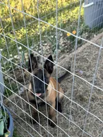 Dark blue, a female Belgian Malinois for sale in Bonifay, FL – 1 of 10