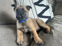 Dark blue, a female Belgian Malinois for sale in Bonifay, FL – Photo 5 of 9