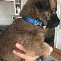 Dark blue, a female Belgian Malinois for sale in Bonifay, FL – Photo 9 of 9