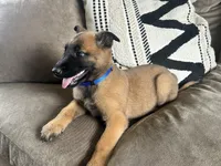 Dark blue, a female Belgian Malinois for sale in Bonifay, FL – Photo 4 of 9