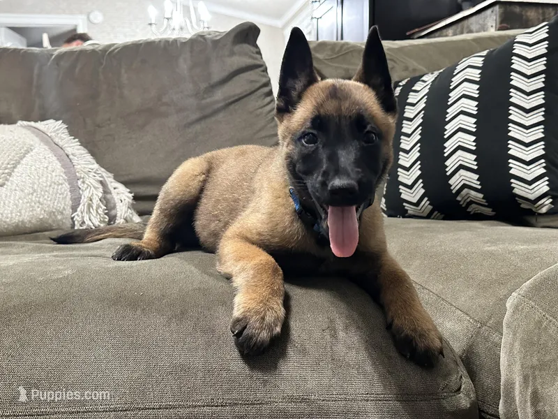 Dark blue – Belgian Malinois puppy for sale in Bonifay, FL