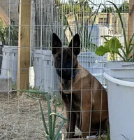 Dark blue, a female Belgian Malinois for sale in Bonifay, FL – 3 of 10