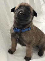 Dark blue, a female Belgian Malinois for sale in Bonifay, FL – Photo 2 of 3