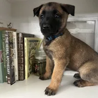 Dark blue, a female Belgian Malinois for sale in Bonifay, FL – Photo 6 of 9