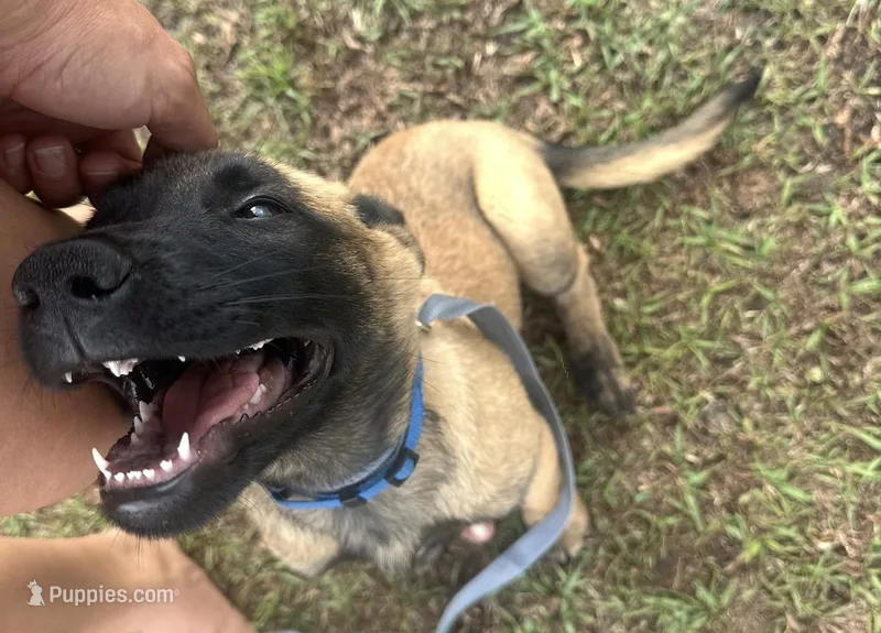 Dark blue – Belgian Malinois puppy for sale in Bonifay, FL