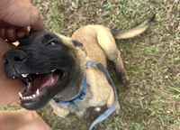 Dark blue, a female Belgian Malinois for sale in Bonifay, FL – 4 of 10