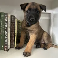 Dark blue, a female Belgian Malinois for sale in Bonifay, FL – Photo 7 of 9