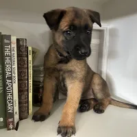 Dark blue, a female Belgian Malinois for sale in Bonifay, FL – Photo 8 of 9