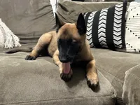 Dark blue, a female Belgian Malinois for sale in Bonifay, FL – Photo 2 of 9