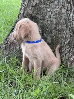 Blue, a male Labradoodle for sale in Bonifay, FL – 5 of 7