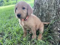 Orange, a male Labradoodle for sale in Bonifay, FL – 3 of 5