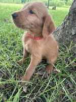 Red, a male Labradoodle for sale in Bonifay, FL – 3 of 7