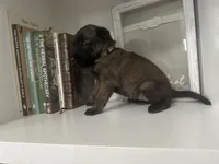 Gray, a female Belgian Malinois for sale in Bonifay, FL – Photo 3 of 3