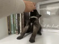 Gray, a female Belgian Malinois for sale in Bonifay, FL – Photo 2 of 3