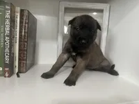 Gray, a female Belgian Malinois for sale in Bonifay, FL – Photo 1 of 3