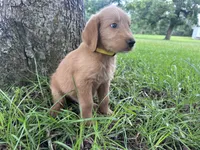 Yellow, a male Labradoodle for sale in Bonifay, FL – 3 of 6