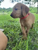Red, a male Labradoodle for sale in Bonifay, FL – 2 of 7